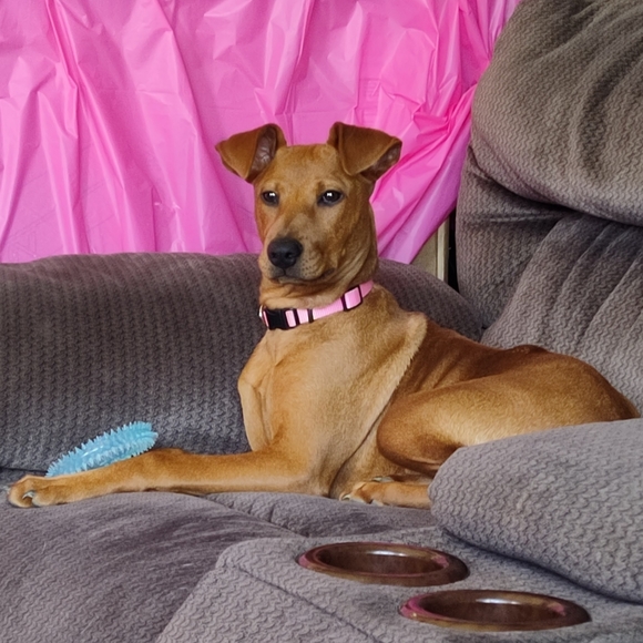 Meet your Posher, Danielle - Picture 11 of 16